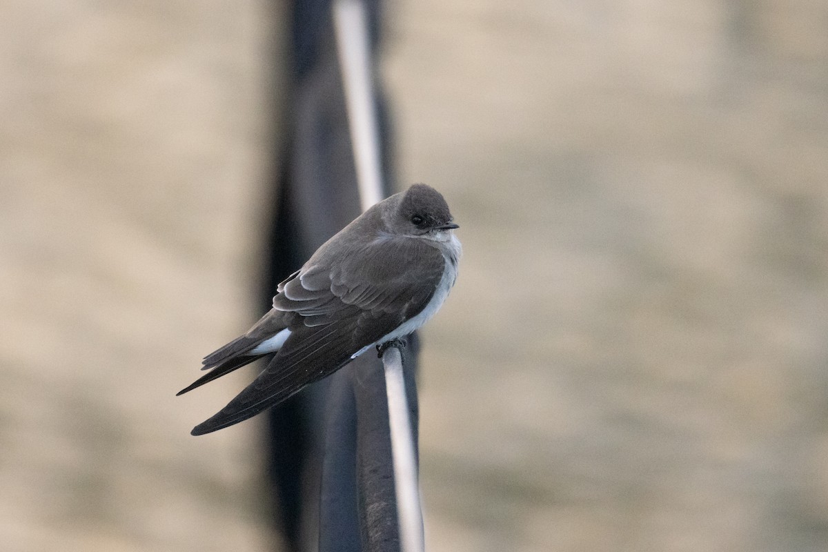 Northern Rough-winged Swallow - ML643852519