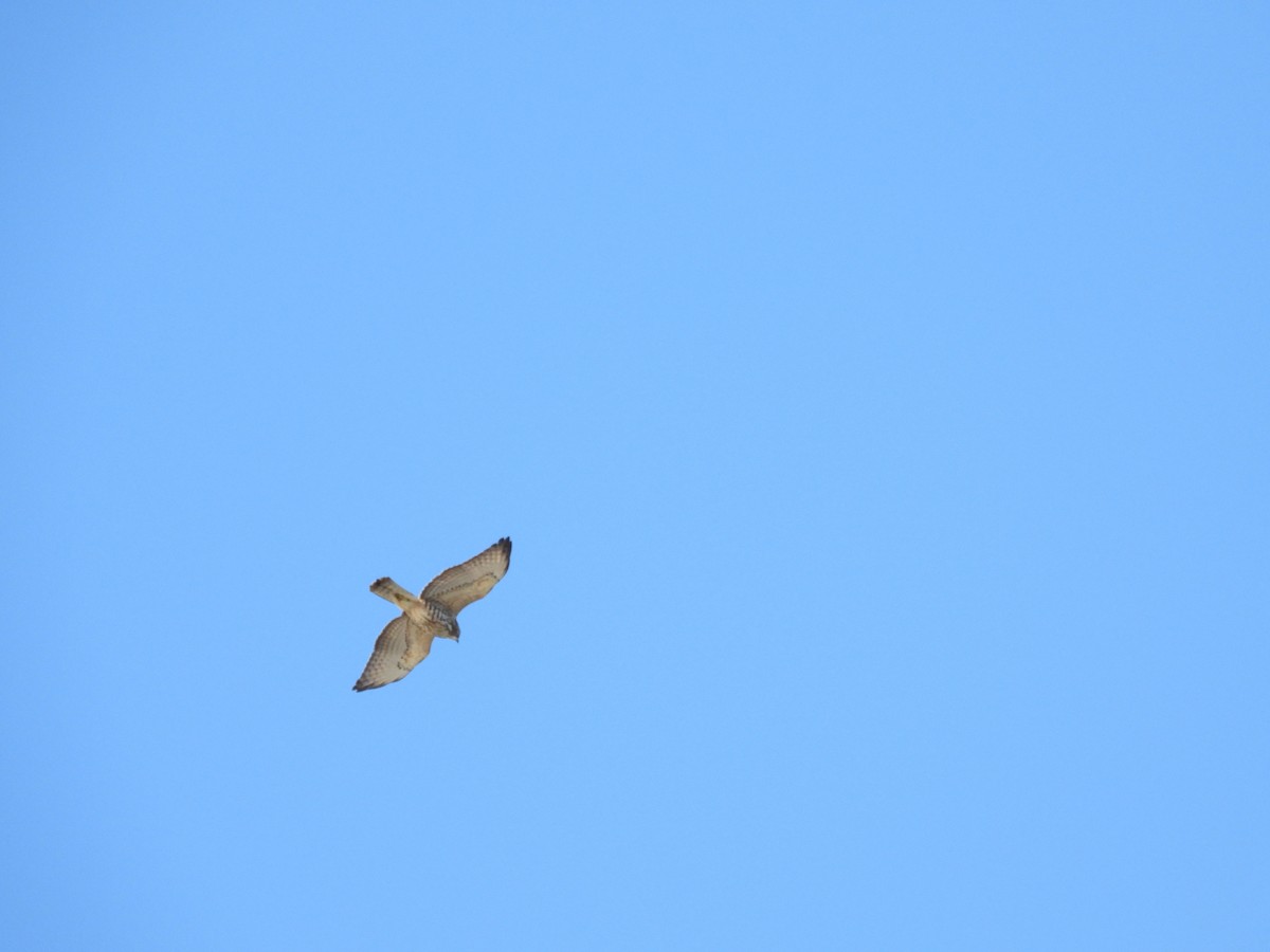 Broad-winged Hawk - ML643852534