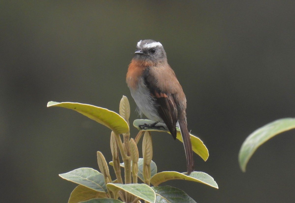 Rufous-breasted Chat-Tyrant - ML643852535