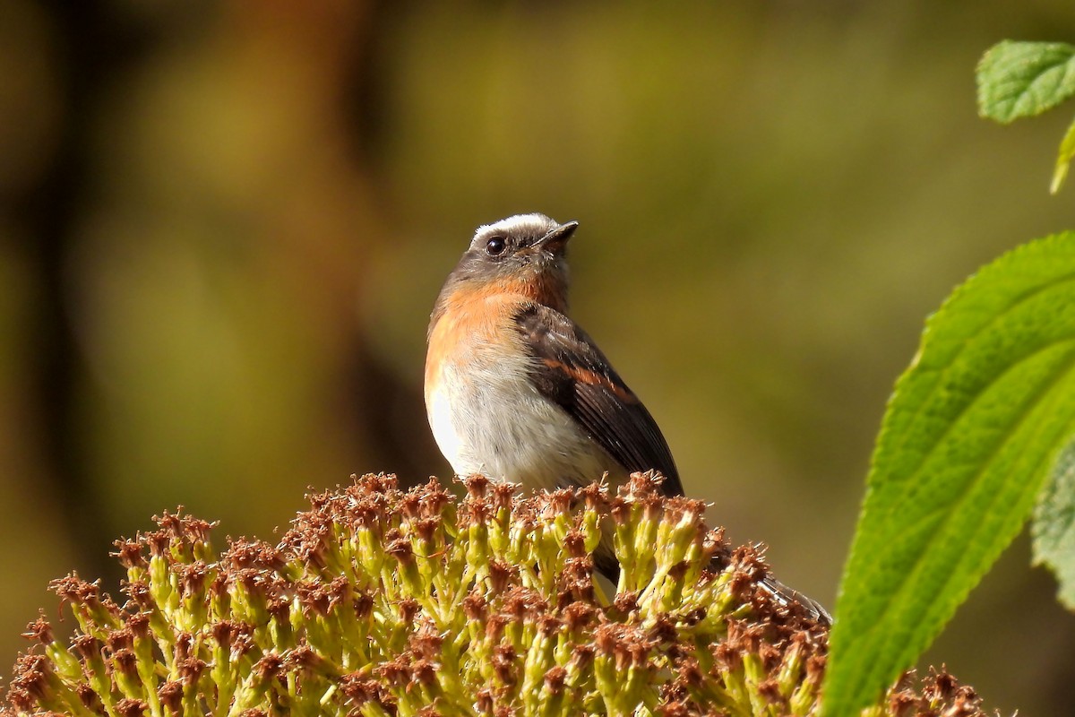 Rufous-breasted Chat-Tyrant - ML643852536