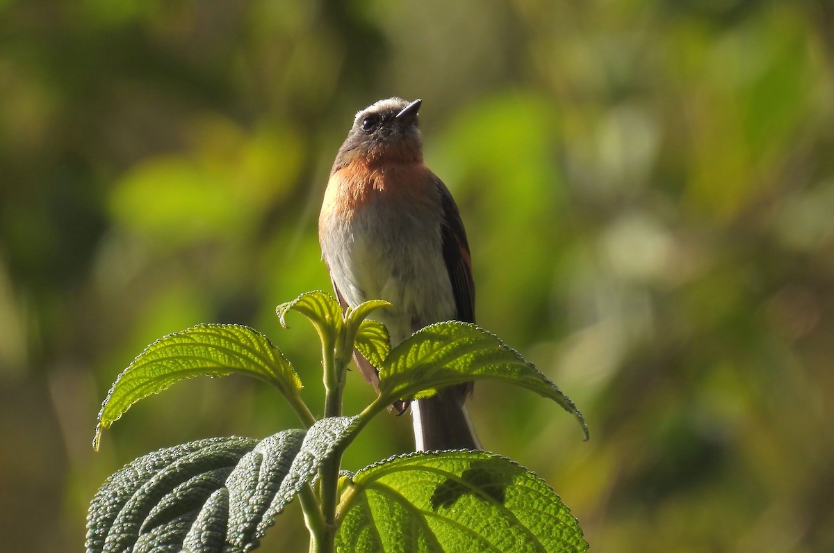 Rufous-breasted Chat-Tyrant - ML643852537