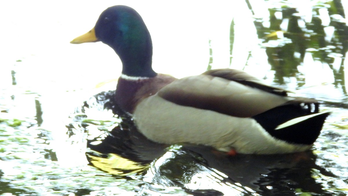 Mallard - ML643852538