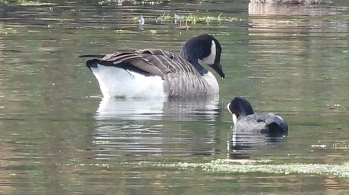 Canada Goose - ML643852544