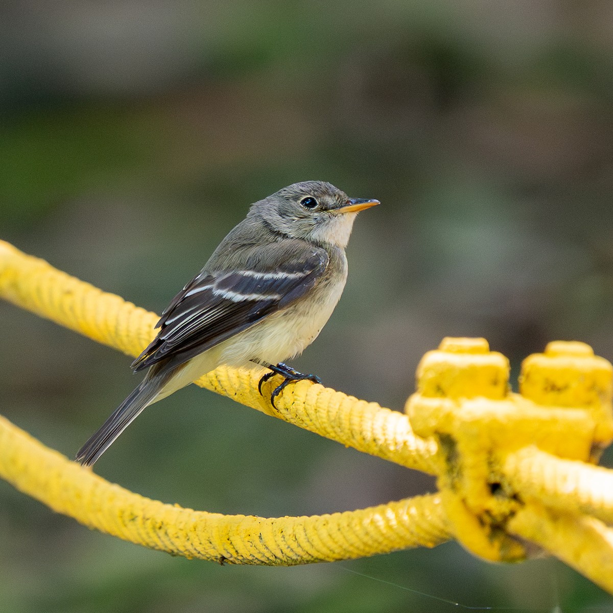 Acadian Flycatcher - ML643852561
