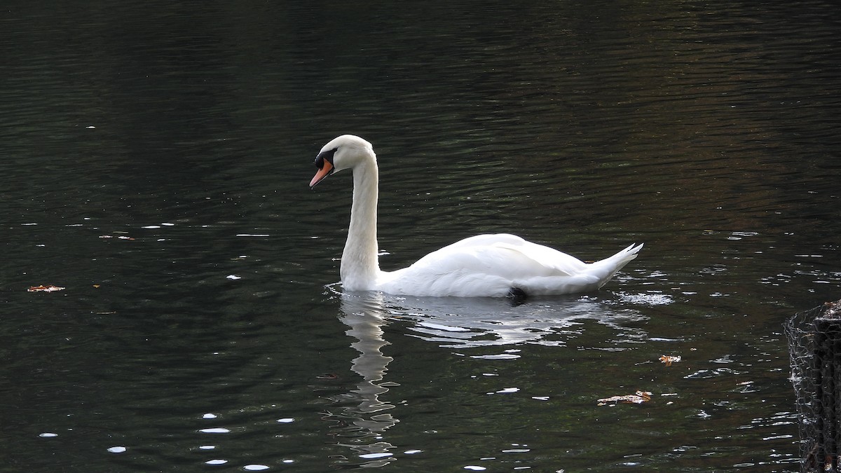 Mute Swan - ML643852571