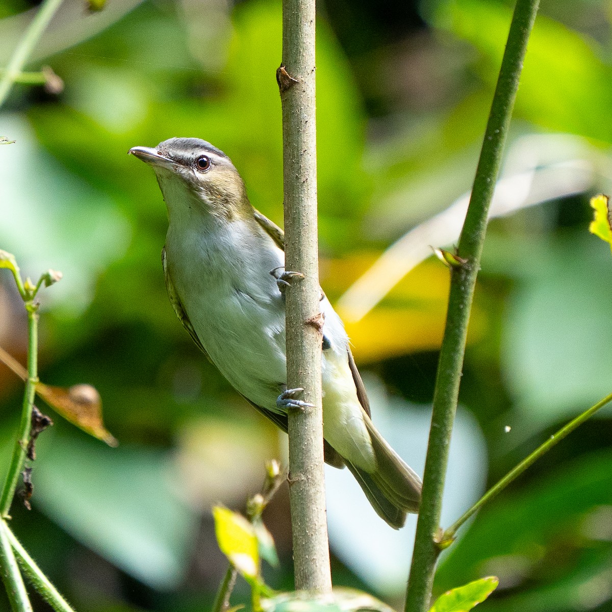 Rotaugenvireo - ML643852572