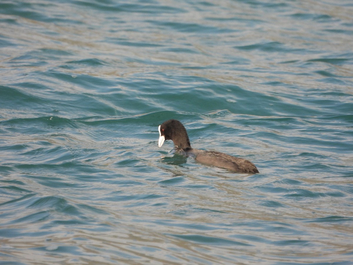 Eurasian Coot - ML643852573
