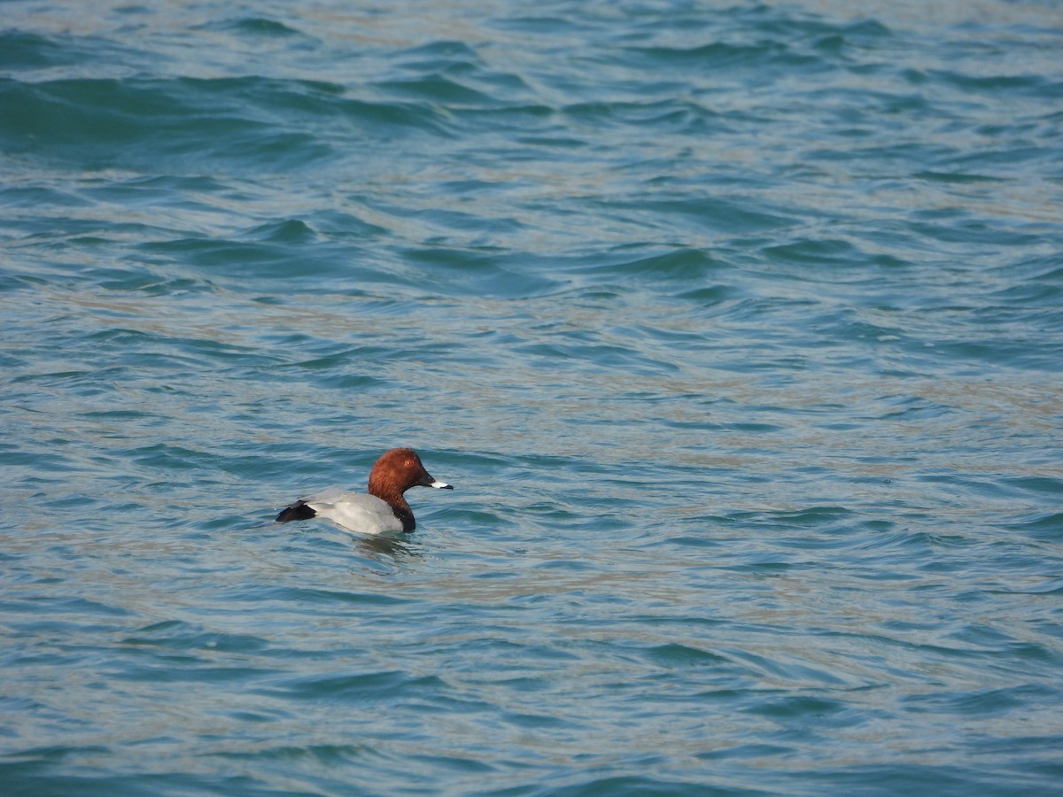 Common Pochard - ML643852577