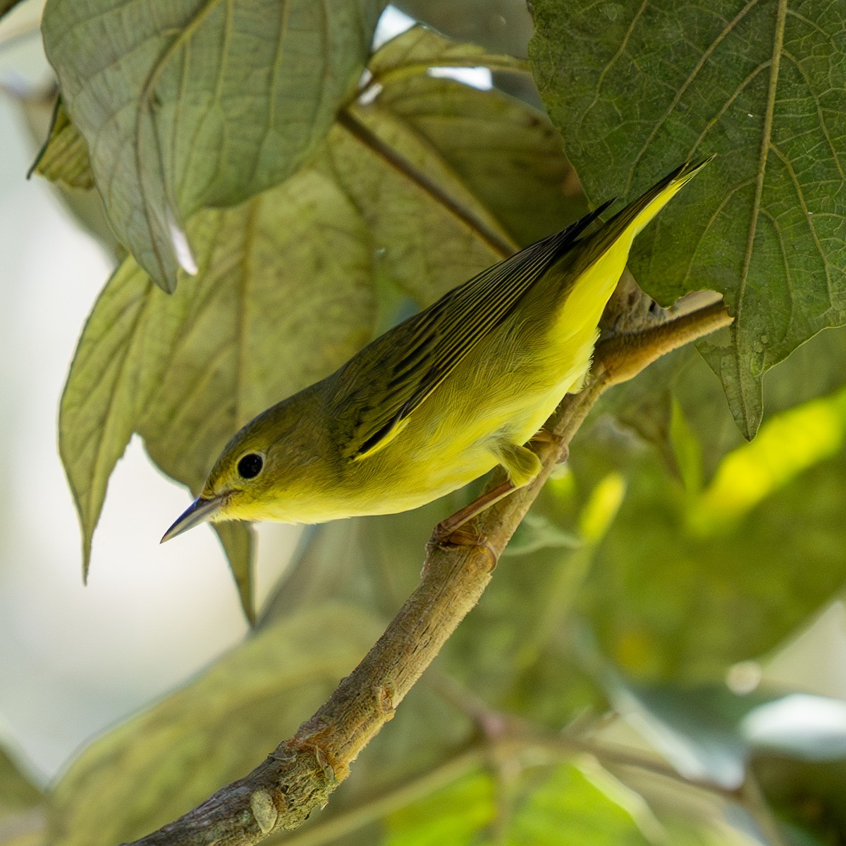 Yellow Warbler (Northern) - ML643852581