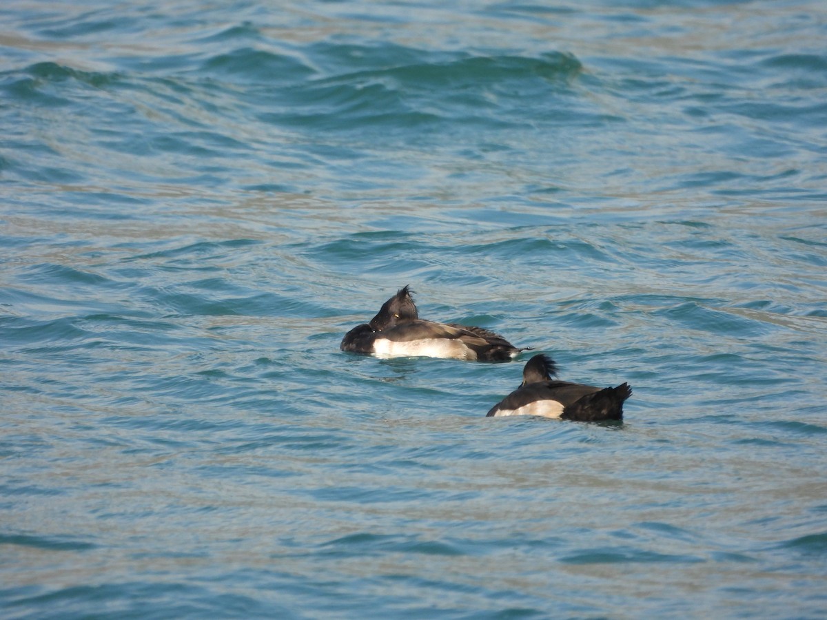 toppand - ML643852585