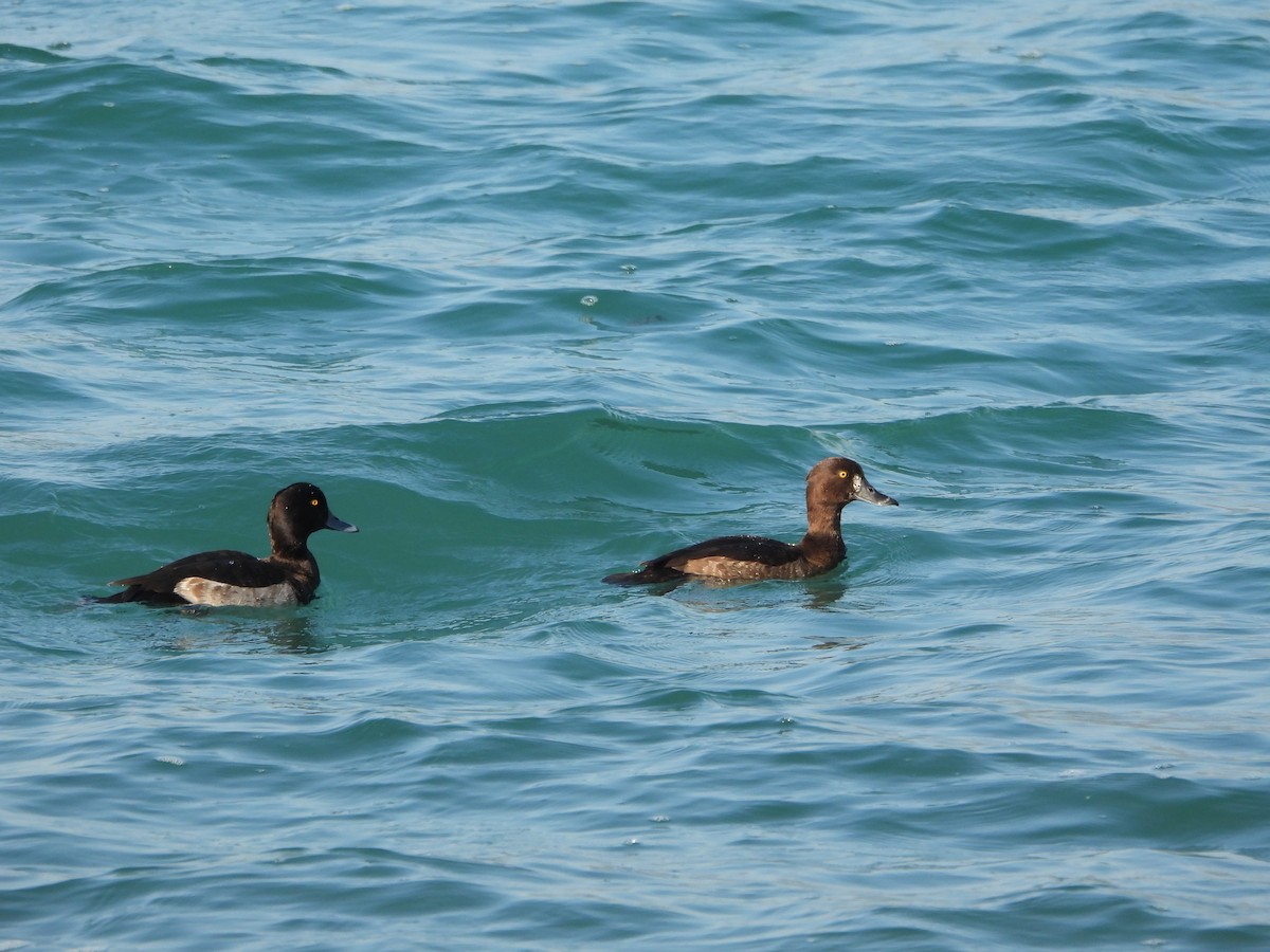 toppand - ML643852586