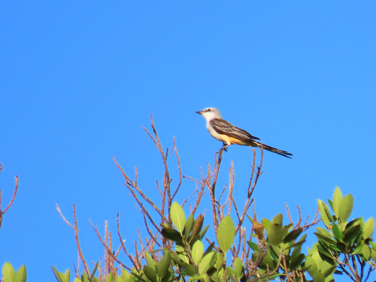 Scissor-tailed Flycatcher - ML643852590