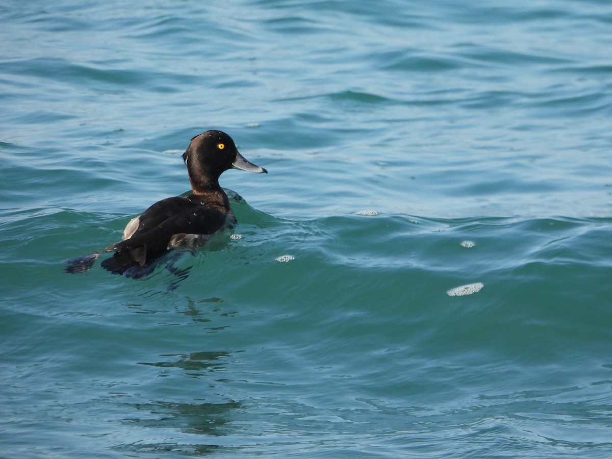 toppand - ML643852591