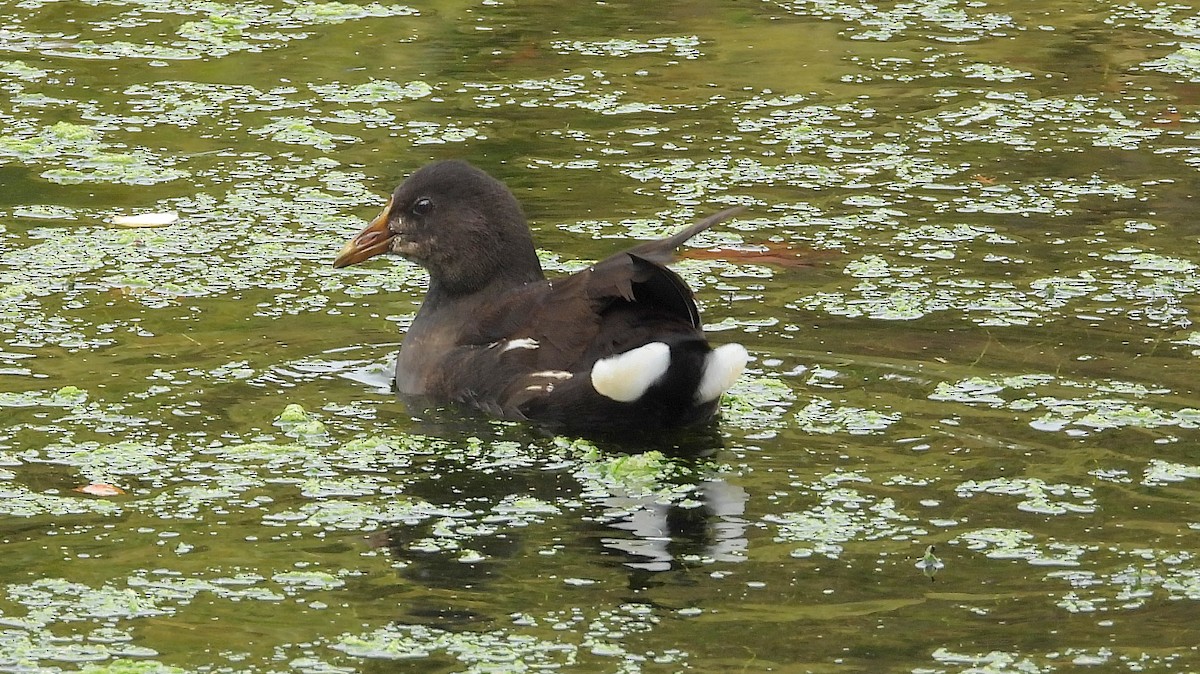 Eurasian Moorhen - ML643852595
