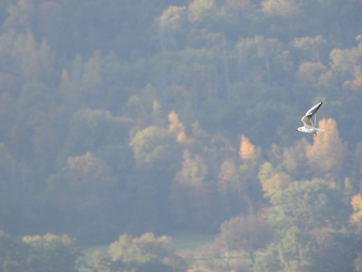 hettemåke - ML643852599