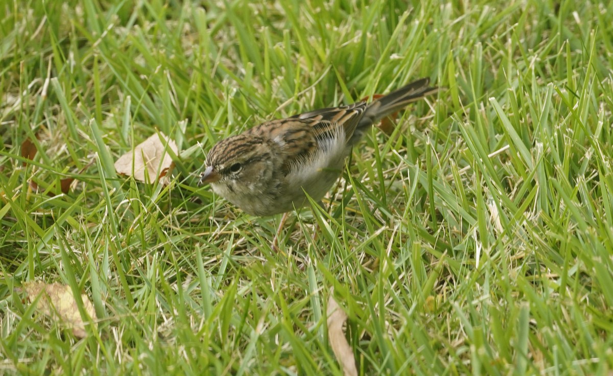 Chipping Sparrow - ML643852601