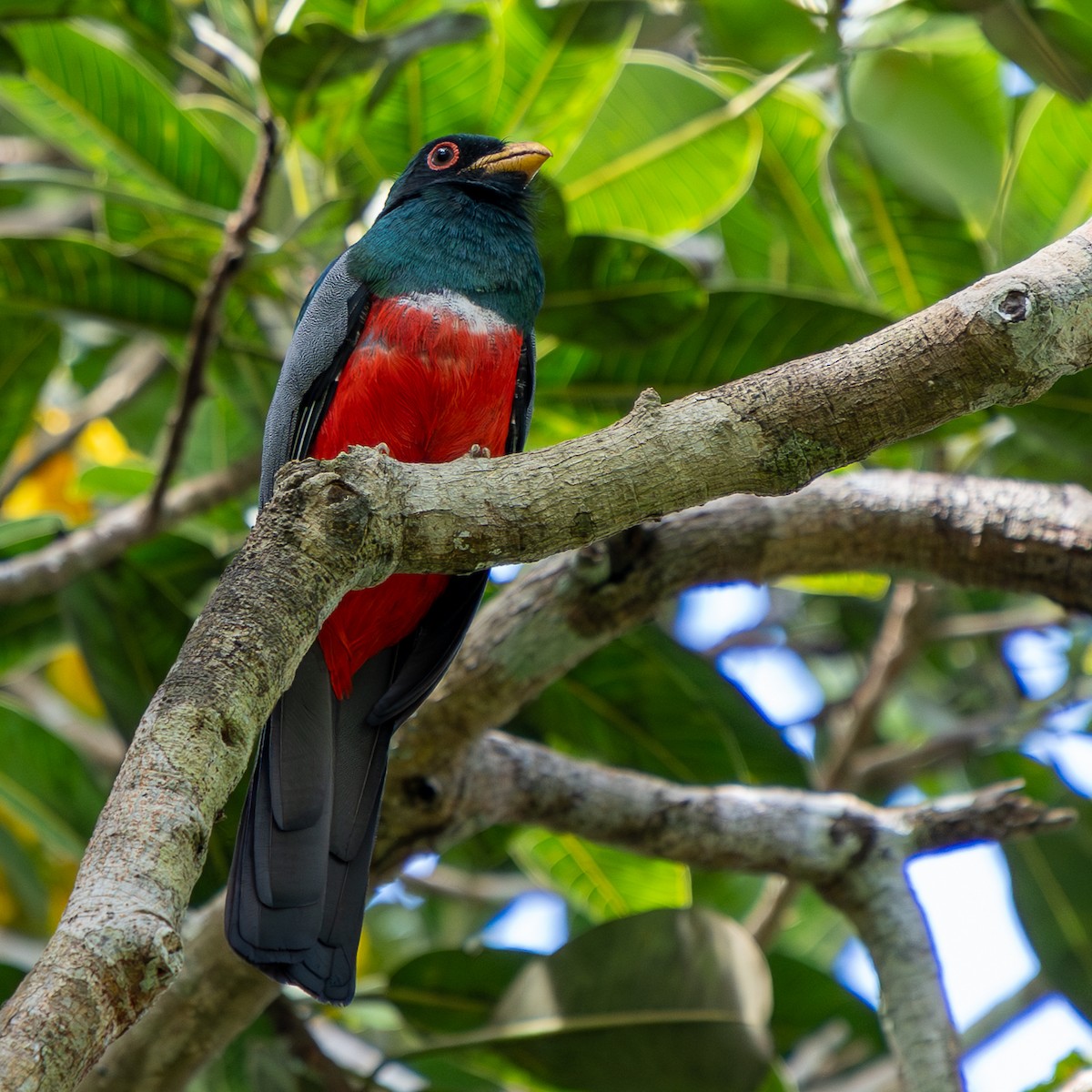 Black-tailed Trogon - ML643852605