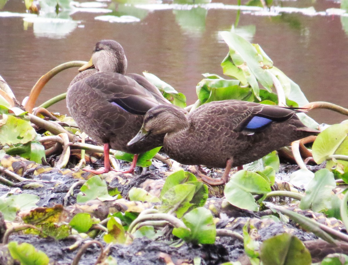 American Black Duck - ML643852616
