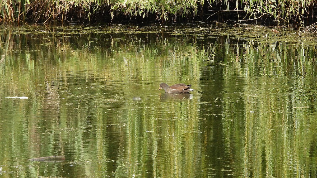 Eurasian Moorhen - ML643852622
