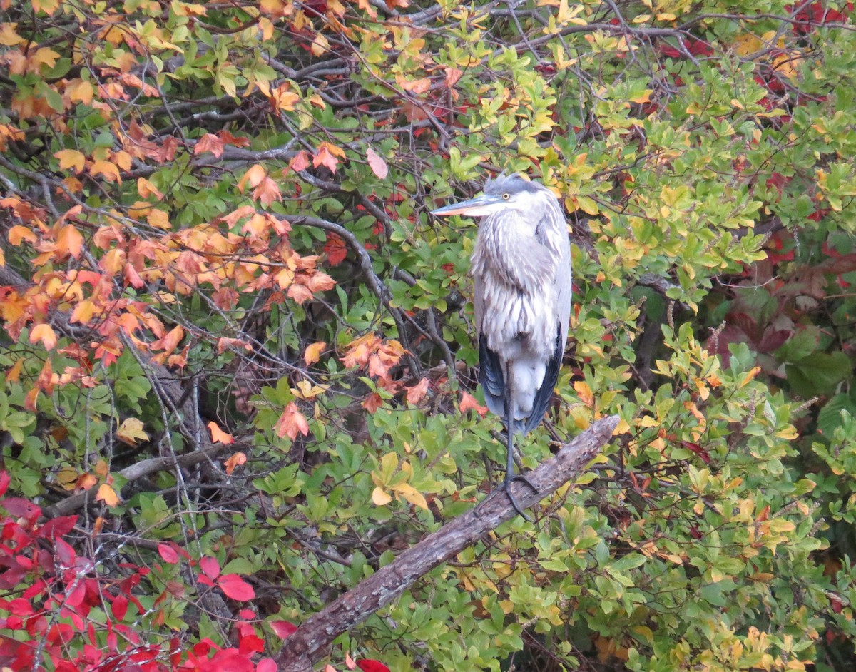 Great Blue Heron - ML643852624