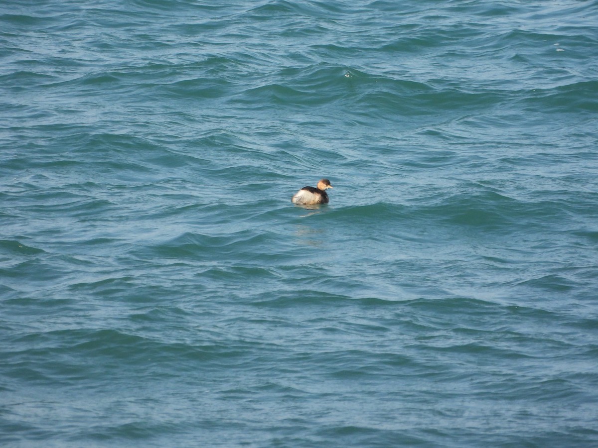 dvergdykker - ML643852626