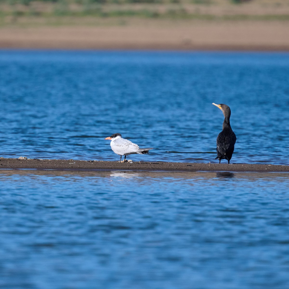 Caspian Tern - ML643852628