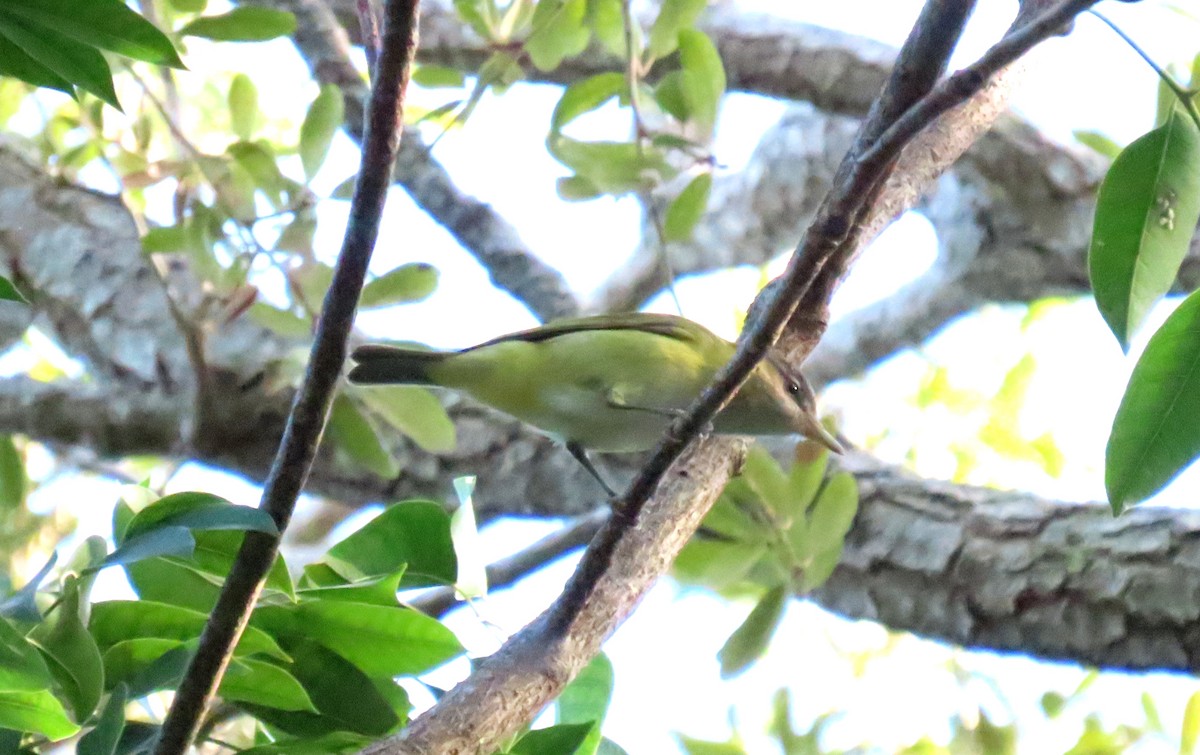 Yellow-green Vireo - ML643852629