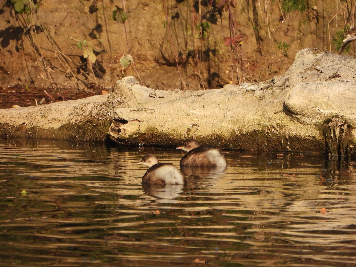 dvergdykker - ML643852630