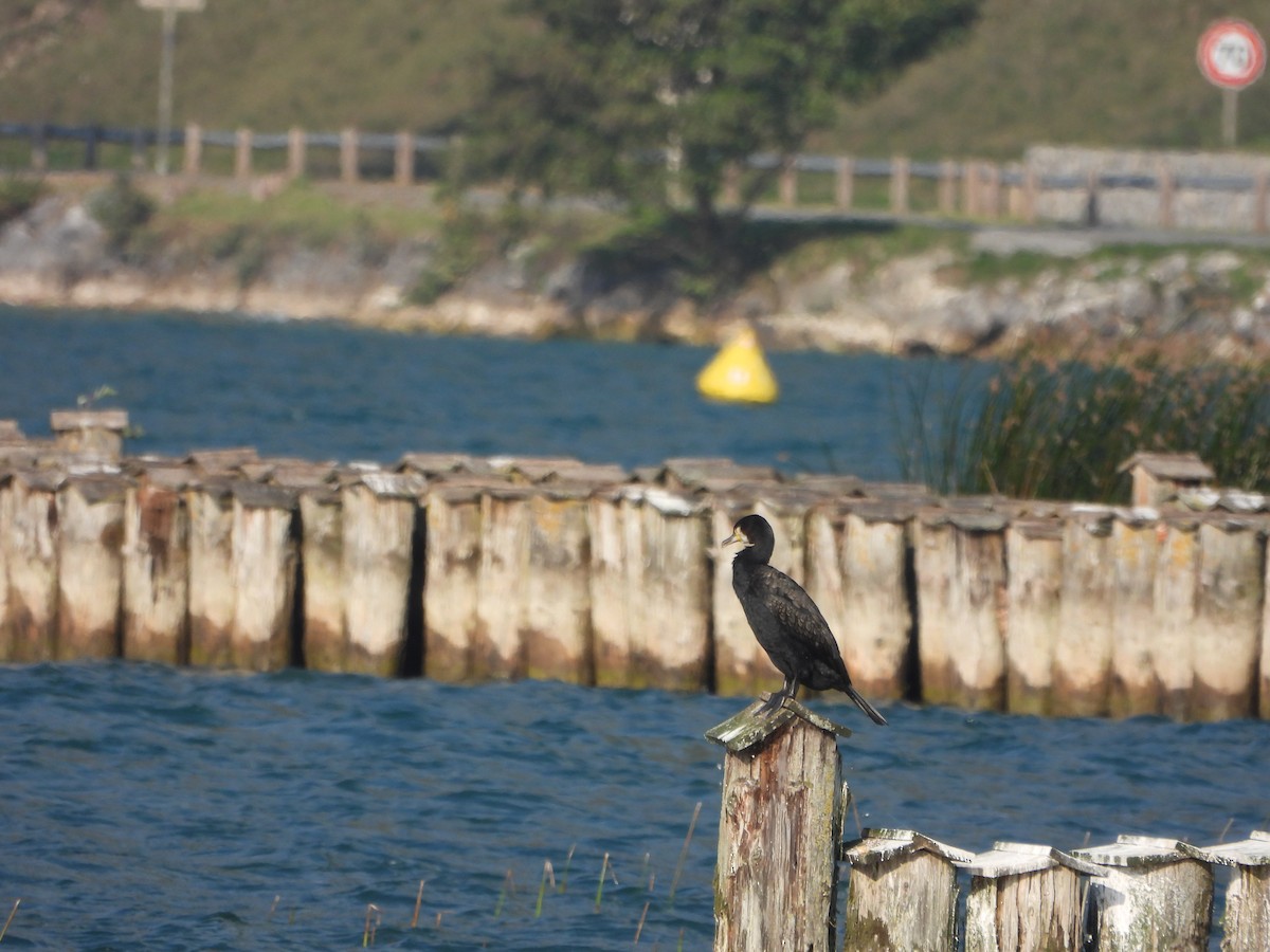 storskarv - ML643852631