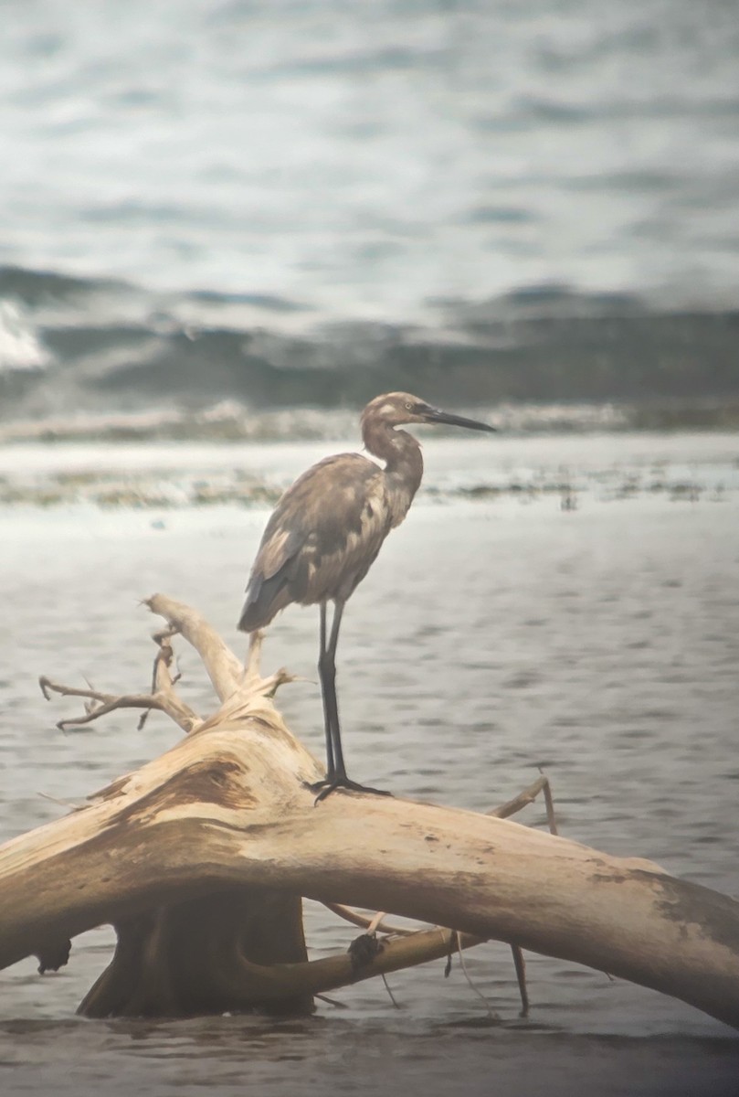Reddish Egret - ML643852644