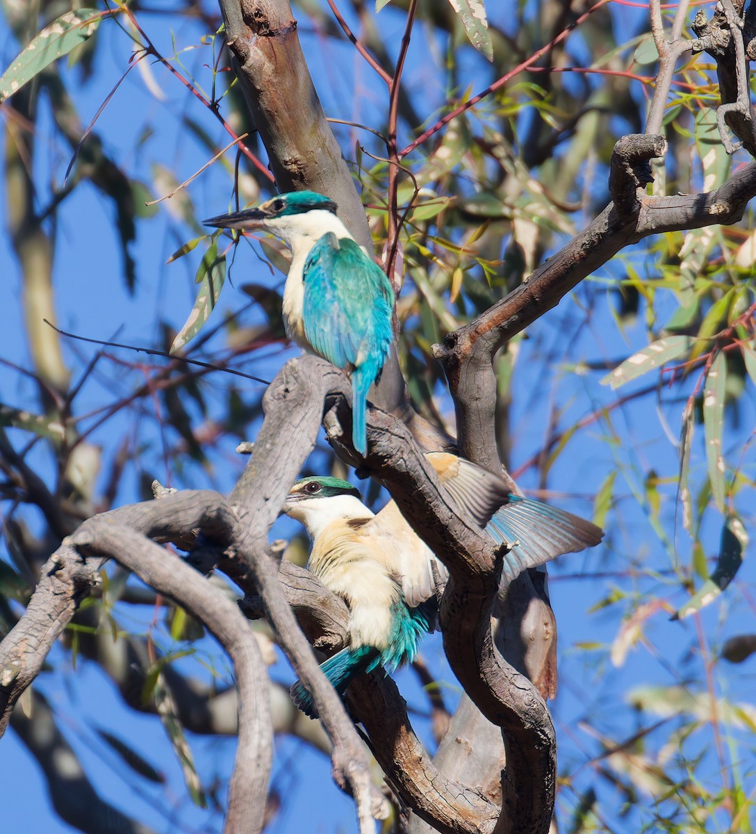 Sacred Kingfisher - ML643852646