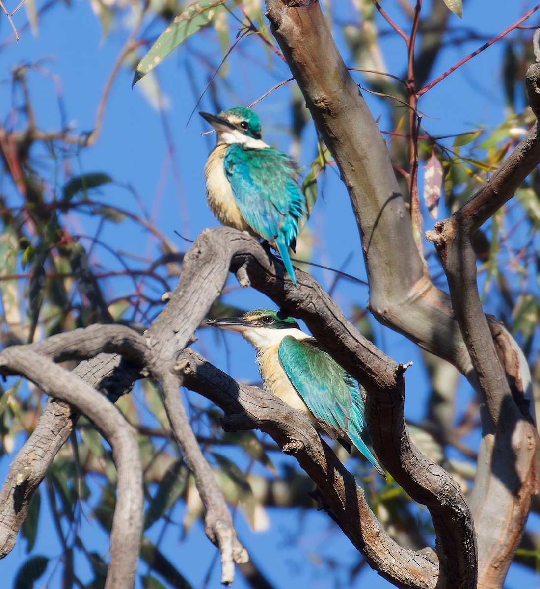 Sacred Kingfisher - ML643852647
