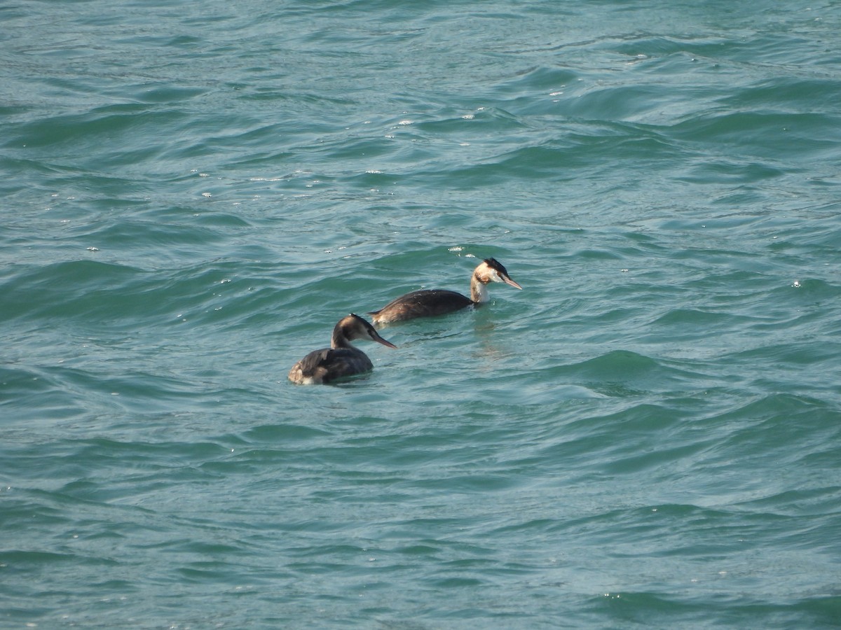 toppdykker - ML643852654