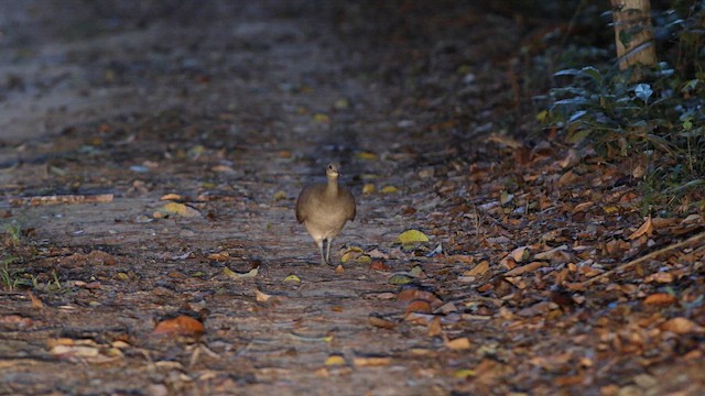 Solitary Tinamou - ML643852655