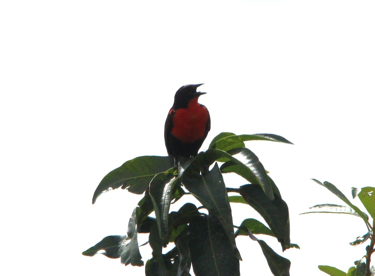 Red-breasted Meadowlark - ML643852656