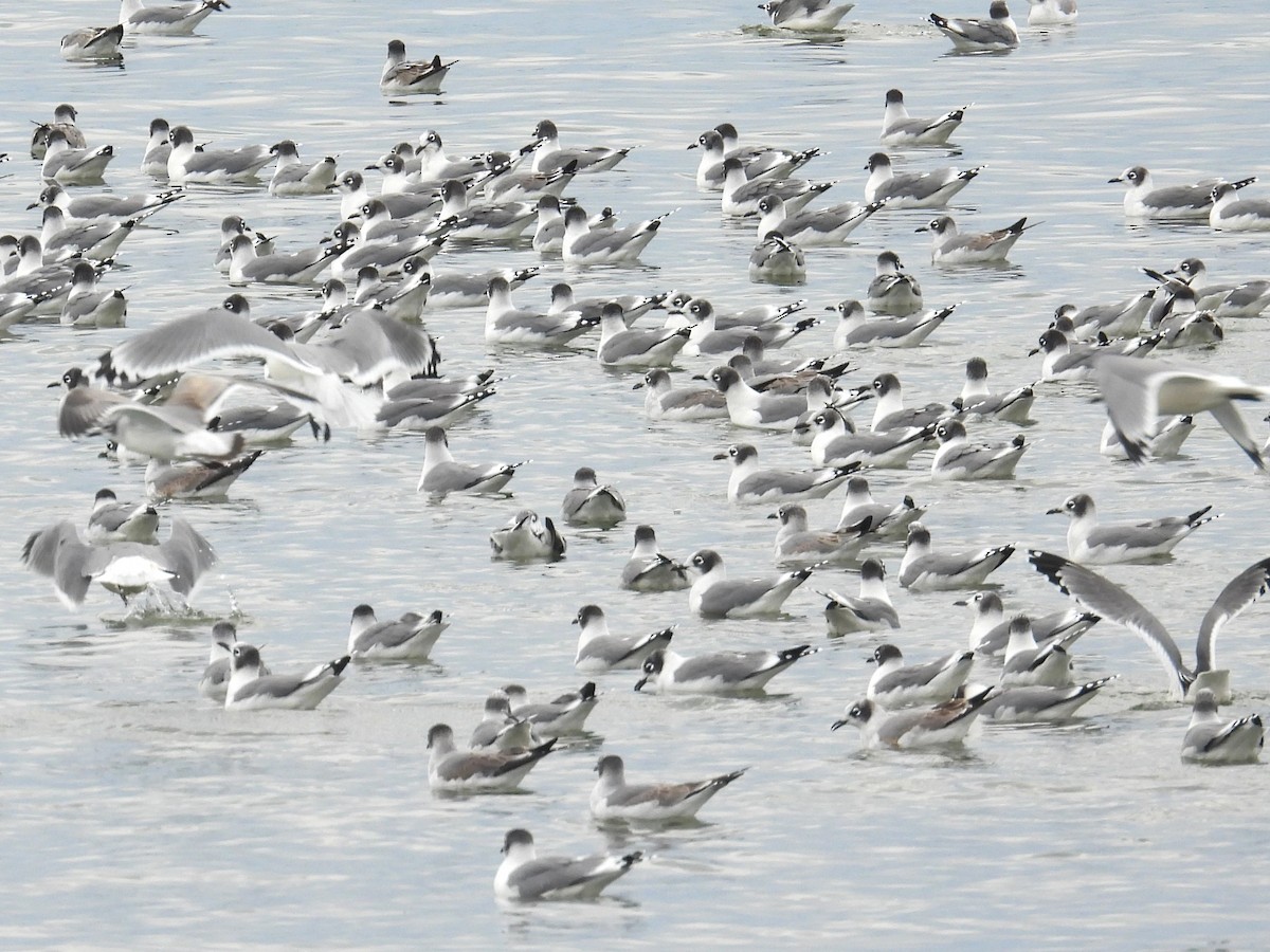 Franklin's Gull - ML643852658
