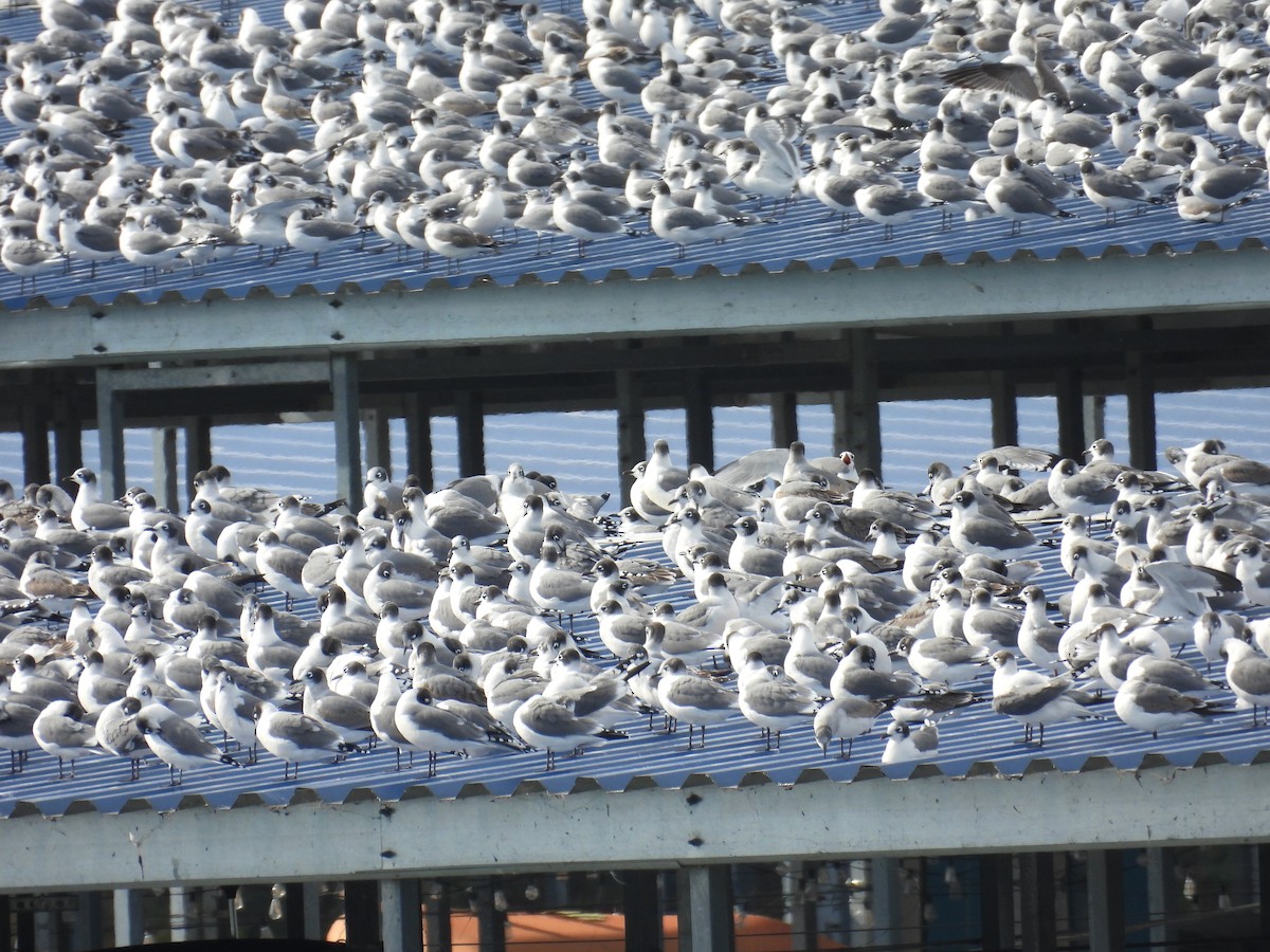 Franklin's Gull - ML643852659
