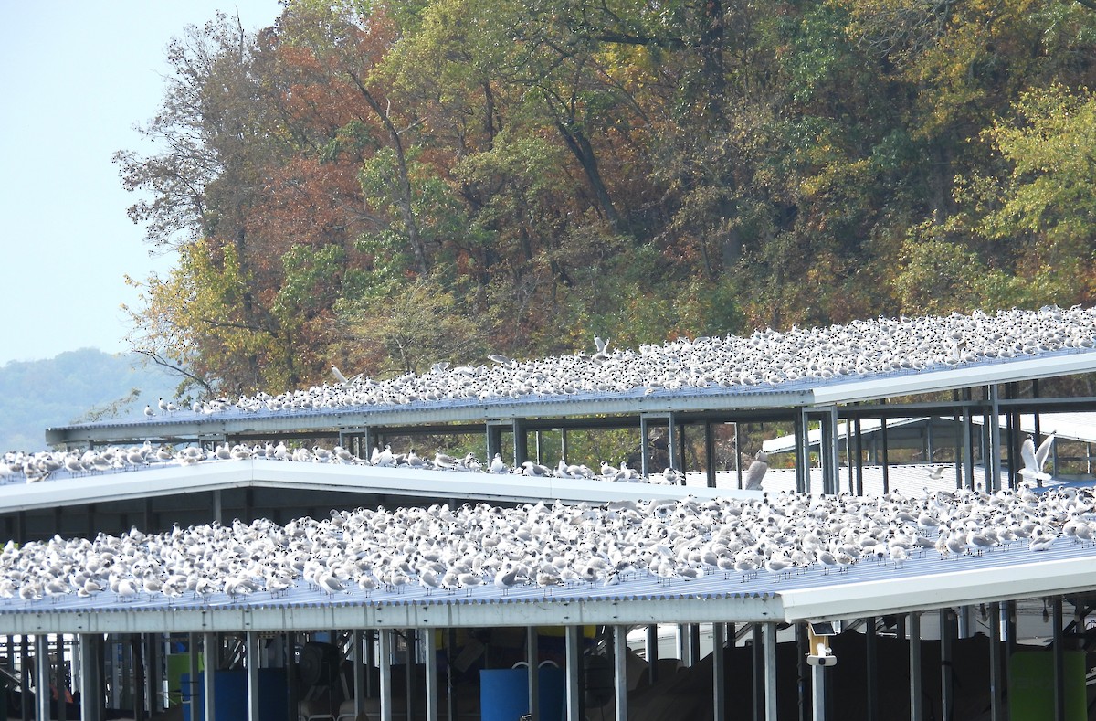Franklin's Gull - ML643852660