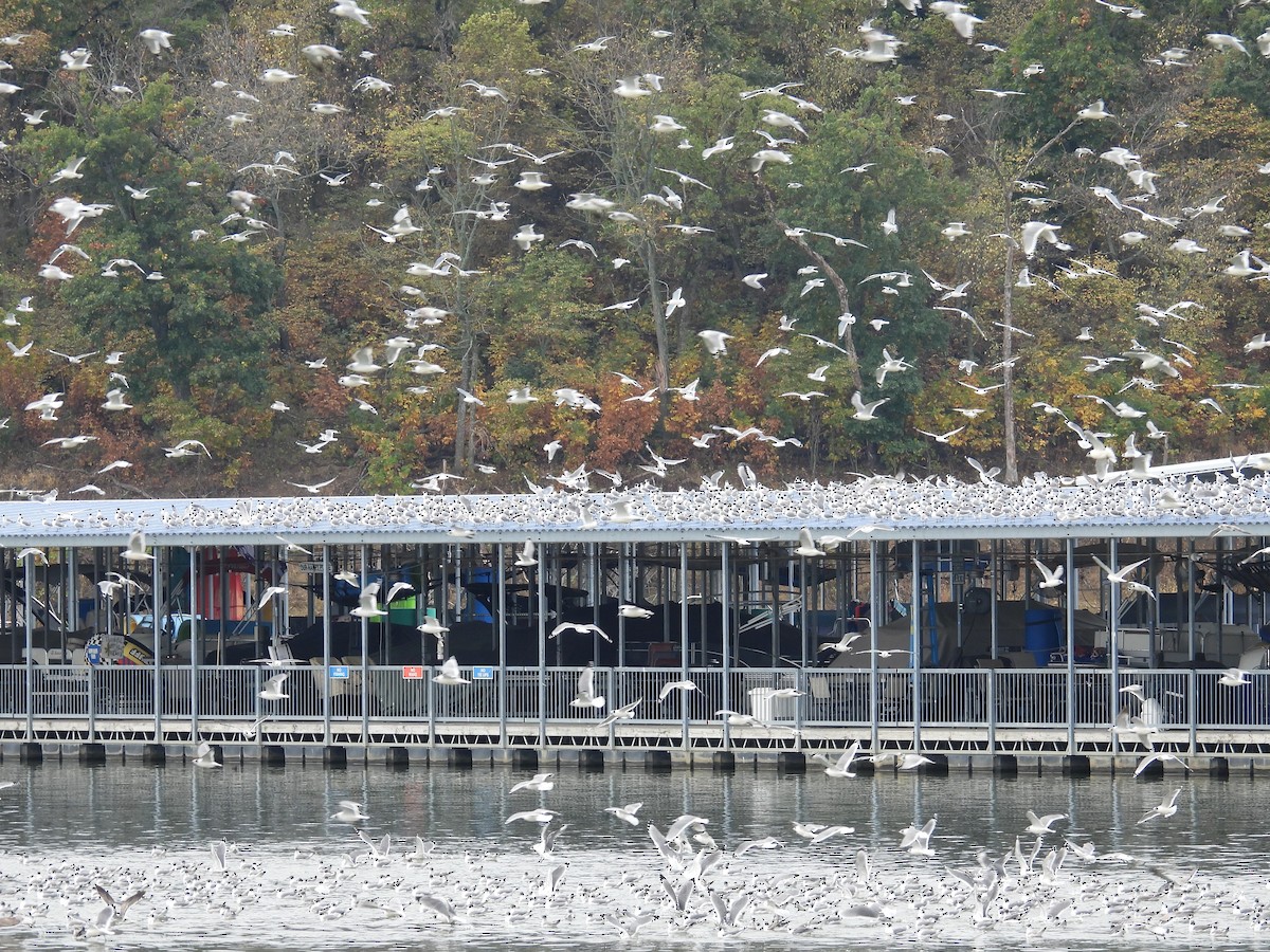 Franklin's Gull - ML643852661
