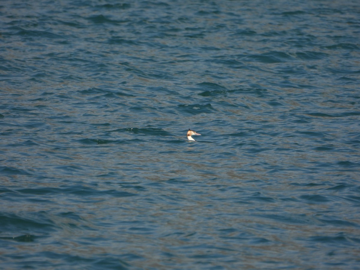 toppdykker - ML643852675