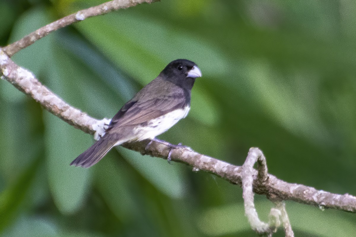 Yellow-bellied/Dubois's Seedeater - ML643852678