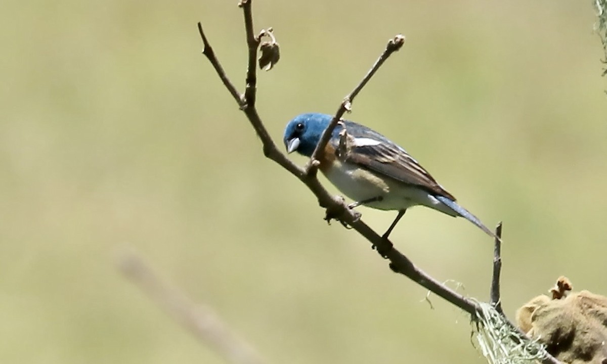 Lazuli Bunting - ML643852691