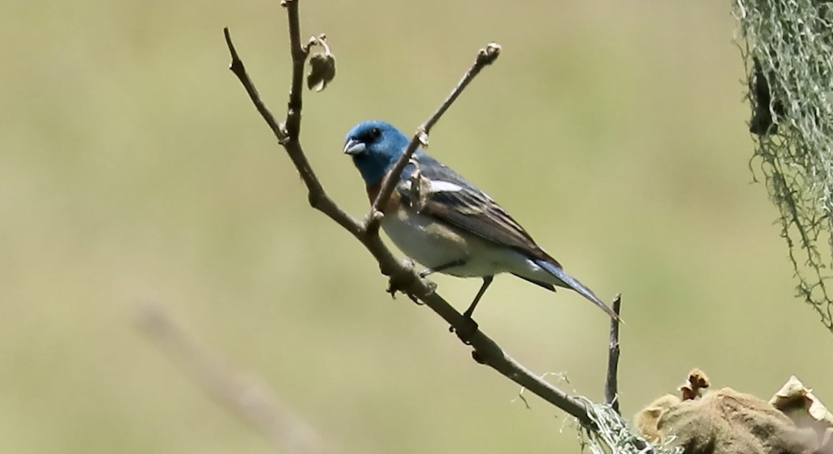 Lazuli Bunting - ML643852695