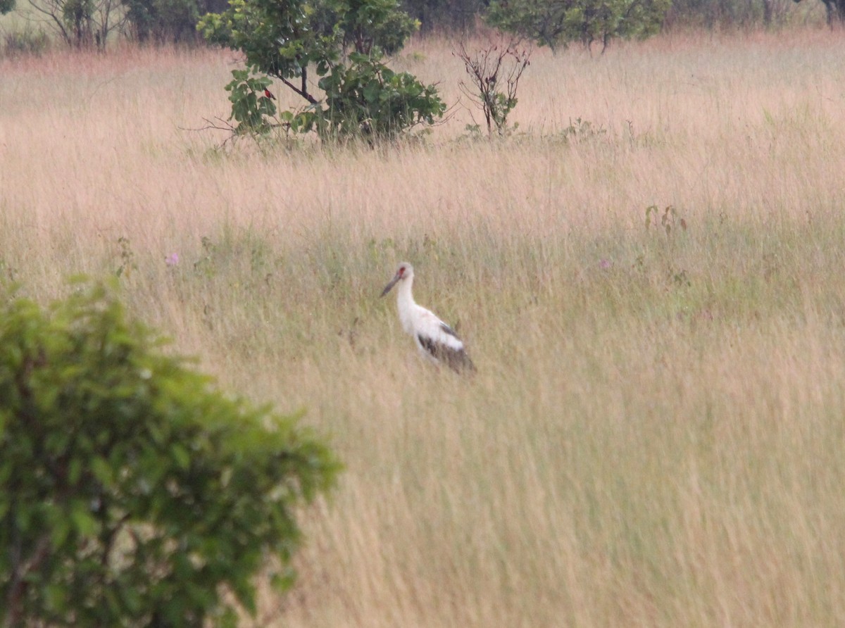 Maguari Stork - ML643852698