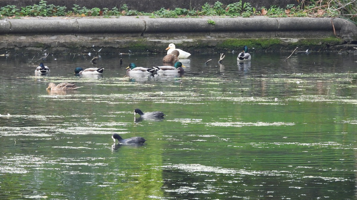Eurasian Coot - ML643852699