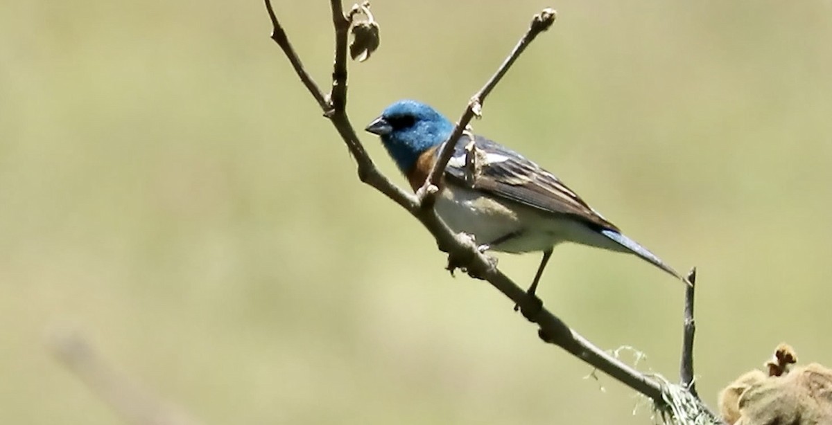 Lazuli Bunting - ML643852700