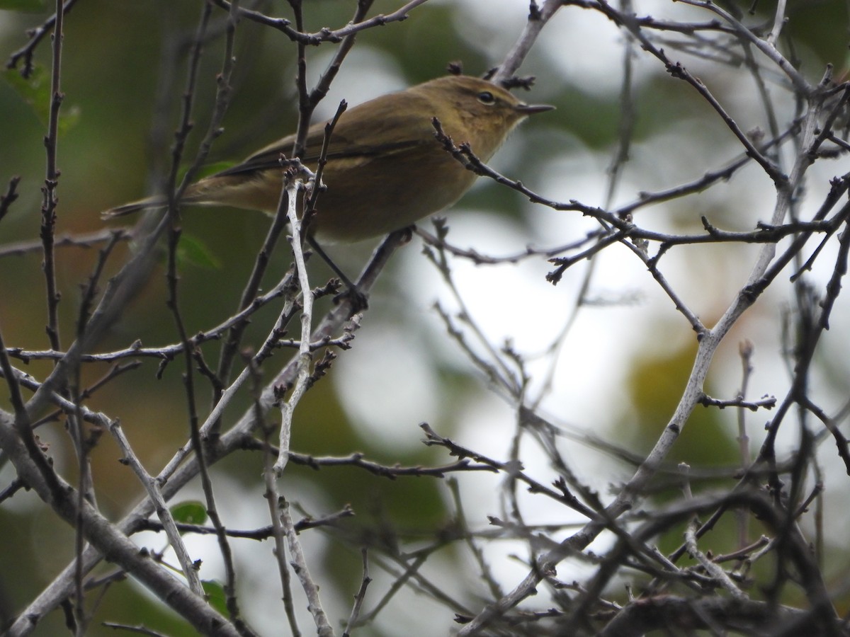 Common Chiffchaff - ML643852702