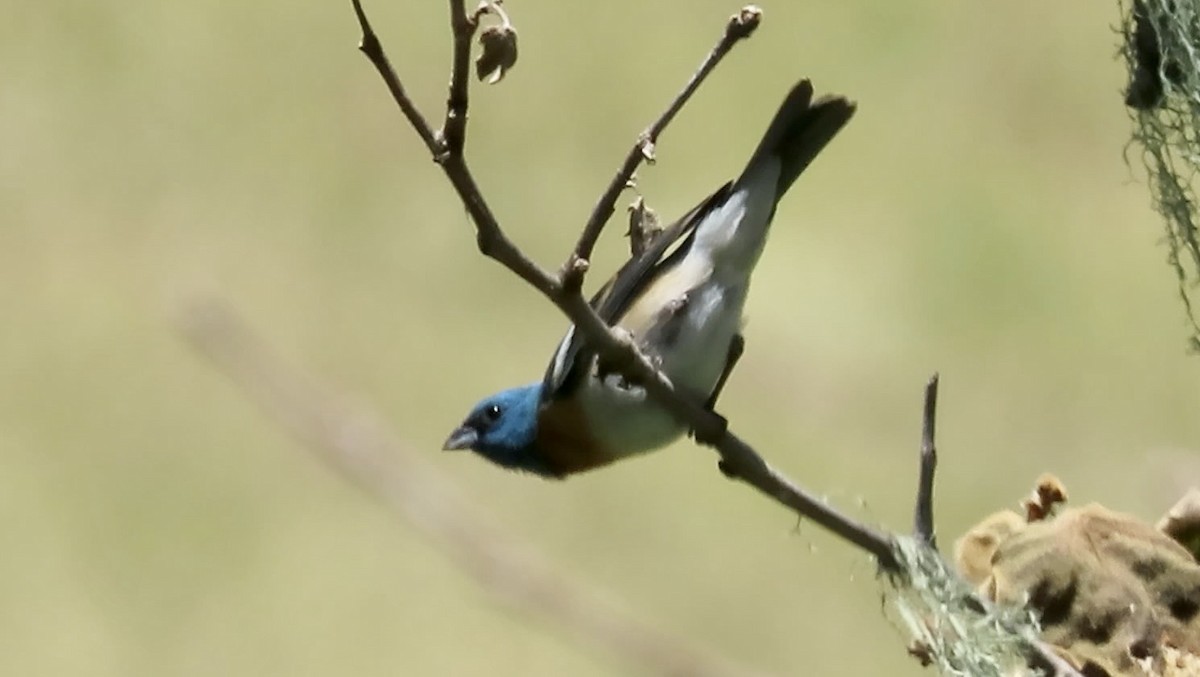 Lazuli Bunting - ML643852706