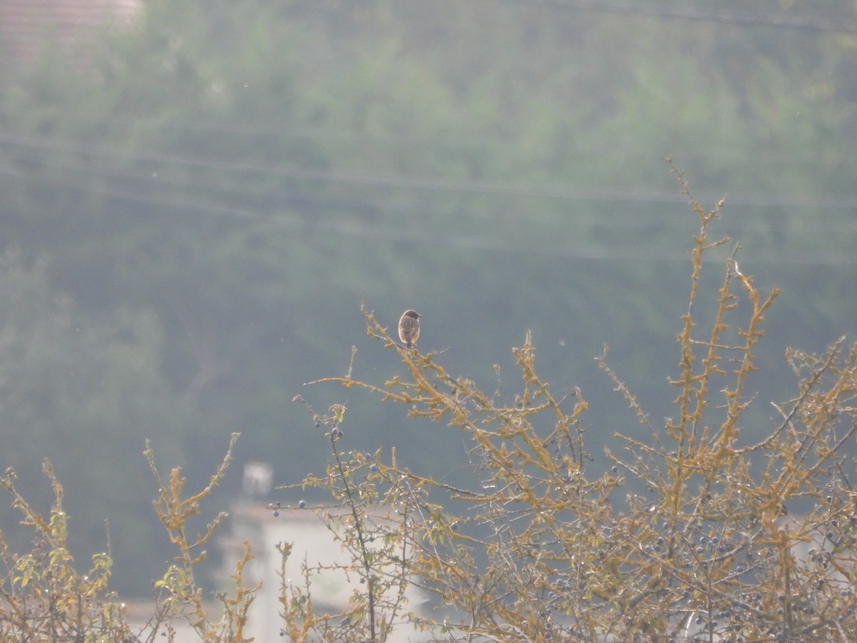 European Stonechat - ML643852725