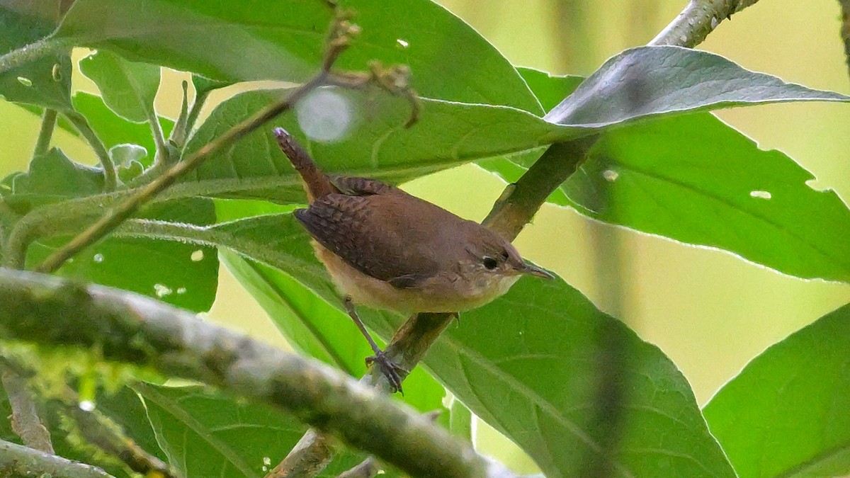 Southern House Wren - ML643852728